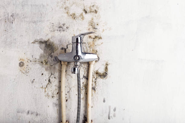Best Mold Remediation  in Ogden, IA