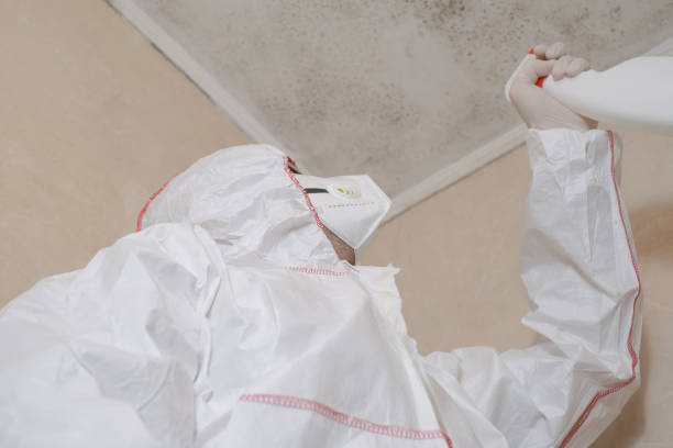 Mold Removal and Inspection in Ogden, IA