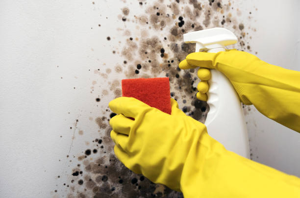 Best Residential Mold Removal  in Ogden, IA