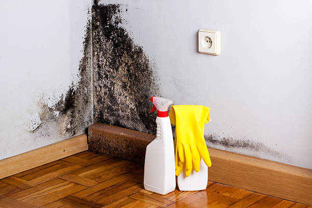 Best Affordable Mold Removal  in Ogden, IA