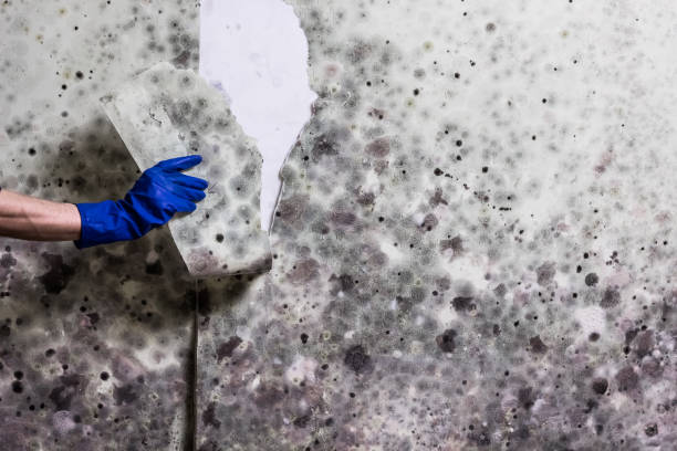 Office Mold Removal Services in Ogden, IA