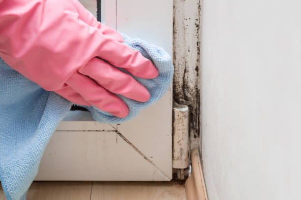 Best Commercial Mold Removal  in Ogden, IA