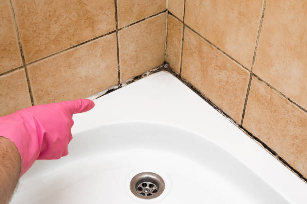 Best Fast Mold Removal  in Ogden, IA